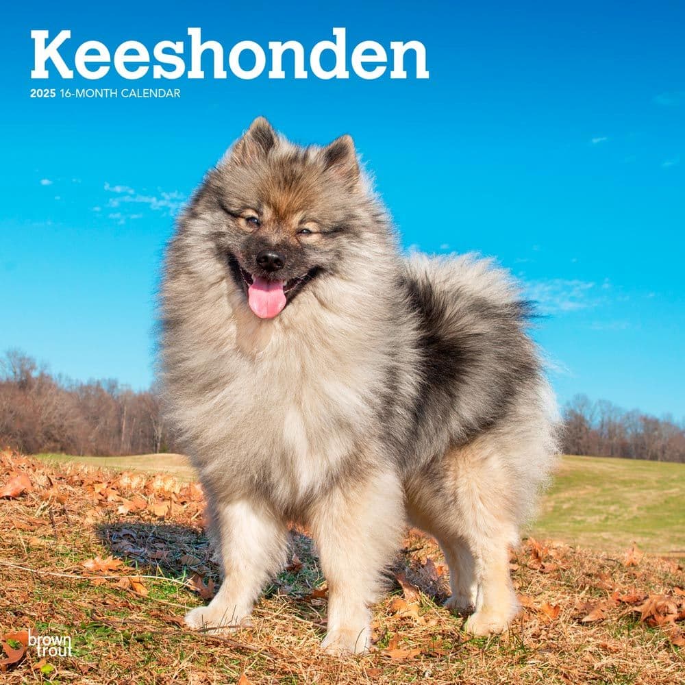 Keeshonden 2025 Wall Calendar