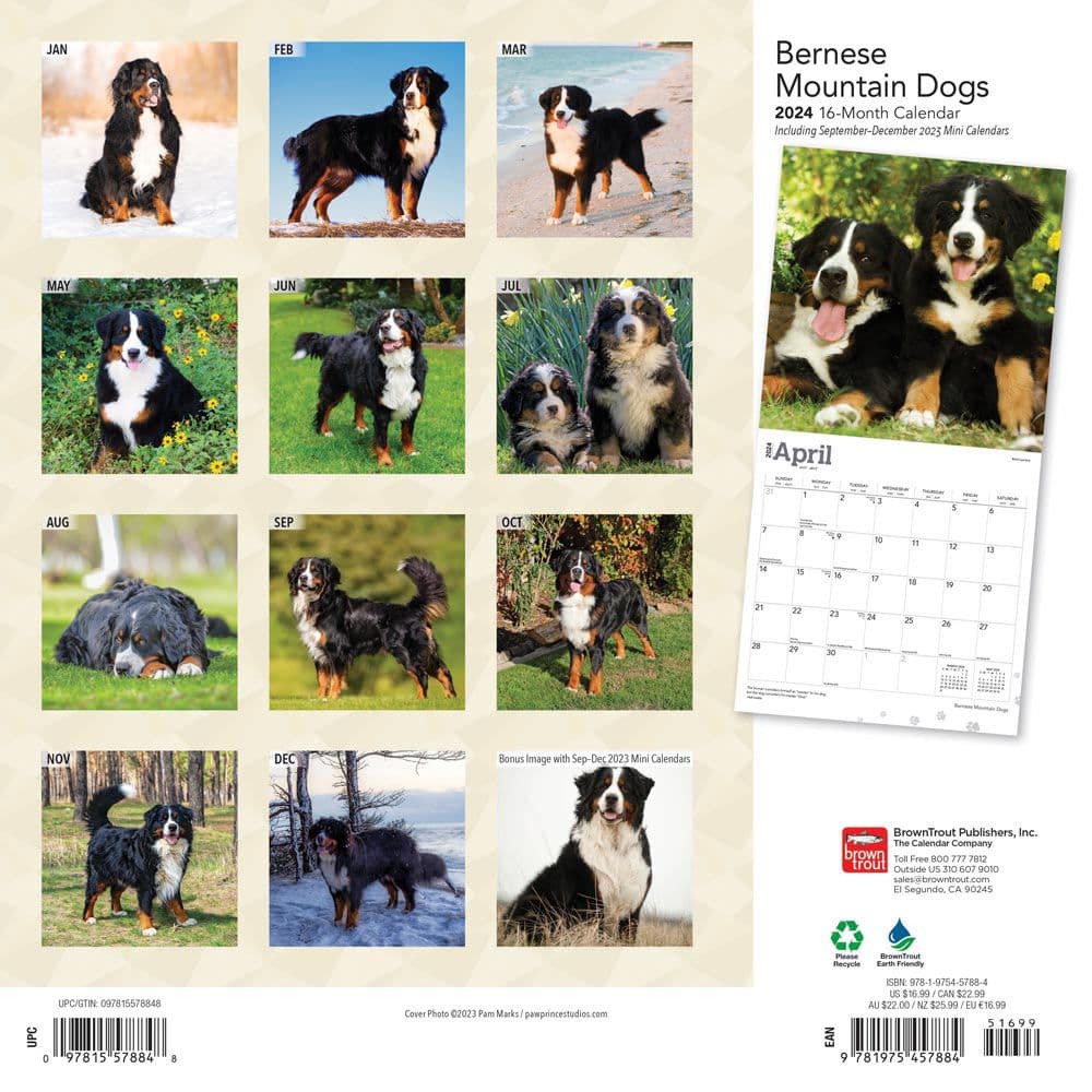 Bernese Mountain Dogs 2024 Wall Calendar