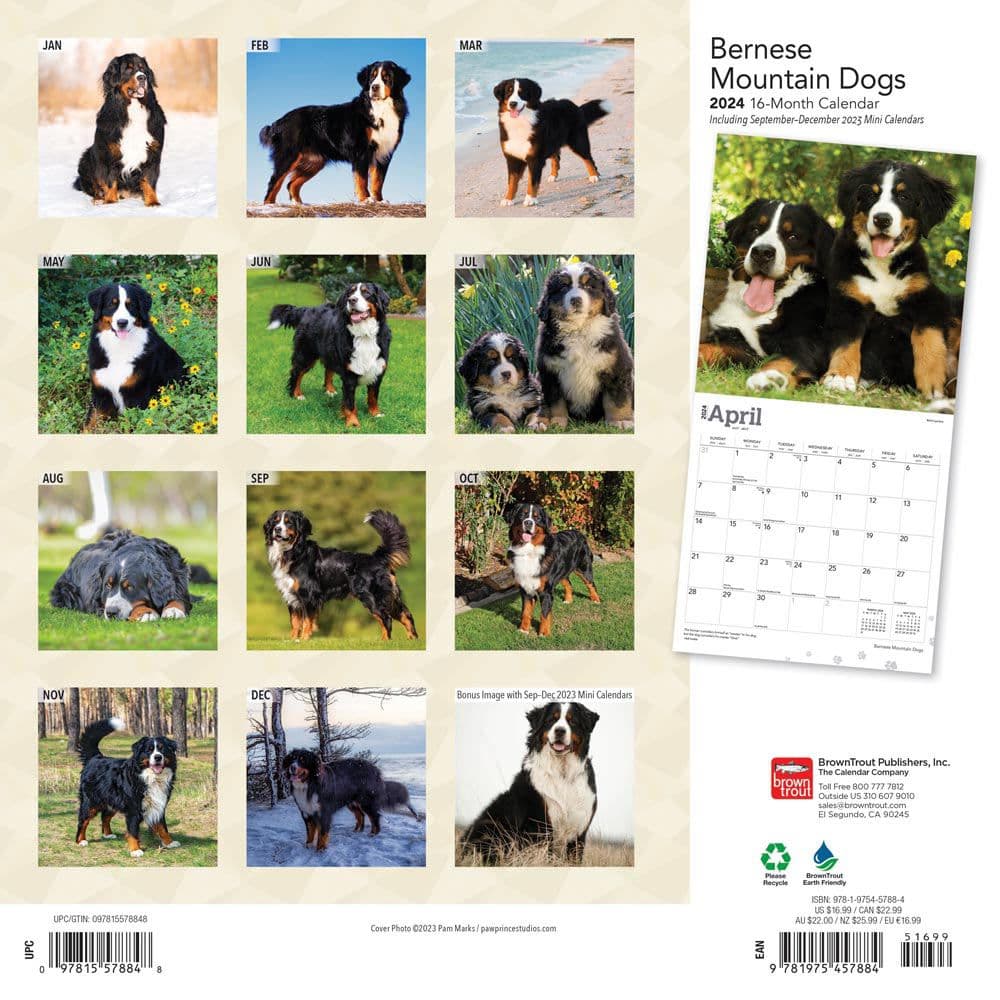 Bernese Mountain Dogs 2024 Wall Calendar First Alternate Image width=&quot;1000&quot; height=&quot;1000&quot;