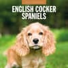 image English Cocker Spaniels 2026 Wall Calendar