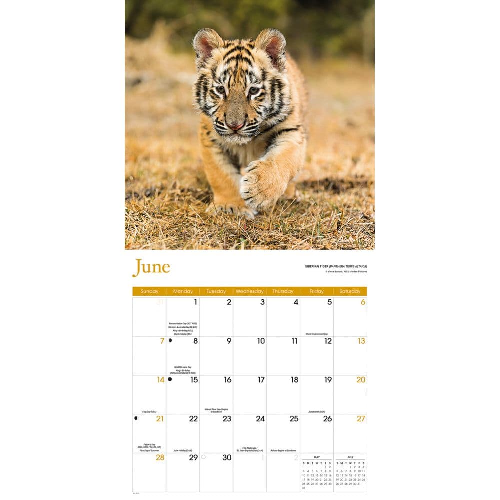 Baby Animals Special Value 2026 Wall Calendar Third Alternate Image