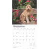 image Labradoodles 2025 Wall Calendar Third Alternate Image width=&quot;1000&quot; height=&quot;1000&quot;