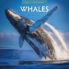 image Whales 2025 Wall Calendar Main Image