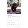 image Chocolate Lab Retriever Puppies 2024 Wall Calendar Second Alternate Image width=&quot;1000&quot; height=&quot;1000&quot;