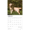 image Yellow Lab Retriever 2026 Wall Calendar Second Alternate Image