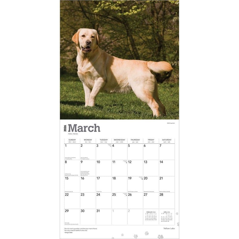 Yellow Lab Retriever 2026 Wall Calendar Second Alternate Image