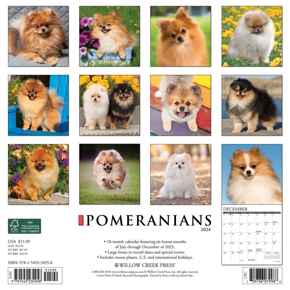 Just Pomeranians 2024 Wall Calendar