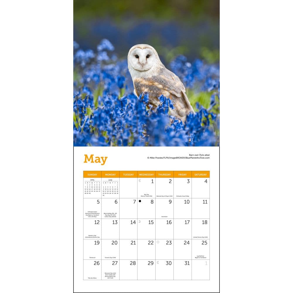 Owls 2024 Mini Wall Calendar