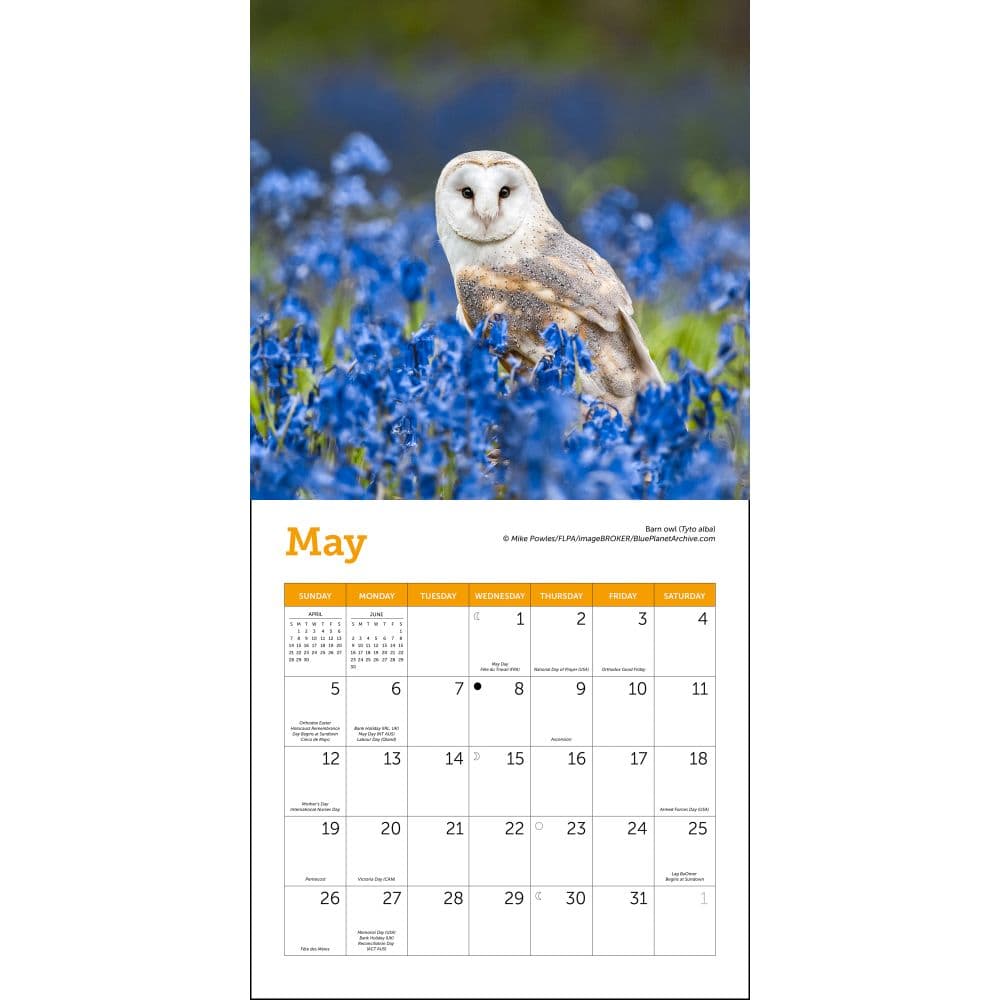 owls-wwf-2024-mini-wall-calendar-alt2