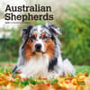image Australian Shepherd 2025 Mini Wall Calendar Main Product Image width=&quot;1000&quot; height=&quot;1000&quot;