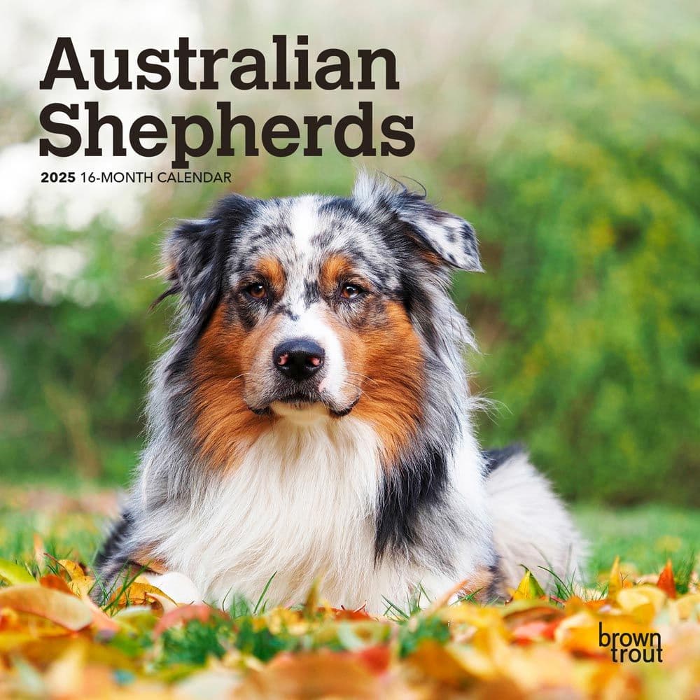 Australian Shepherd 2025 Mini Wall Calendar