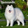 image Samoyeds 2024 Wall Calendar Main Product Image width=&quot;1000&quot; height=&quot;1000&quot;