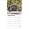 image Staff Bull Terrier Puppies 2025 Wall Calendar