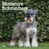 image Miniature Schnauzers 2025 Wall Calendar Main Product Image width=&quot;1000&quot; height=&quot;1000&quot;