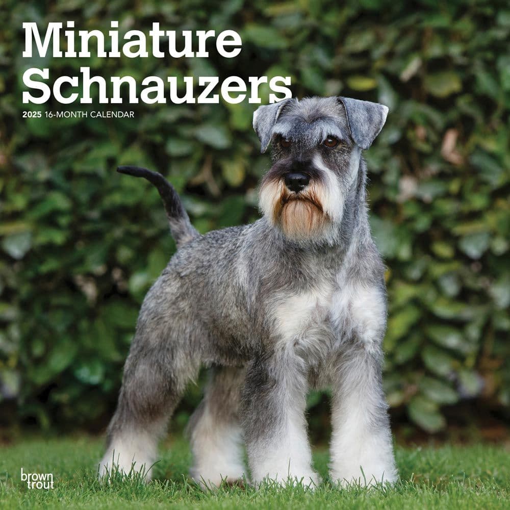 Miniature Schnauzers 2025 Wall Calendar Main Product Image width=&quot;1000&quot; height=&quot;1000&quot;