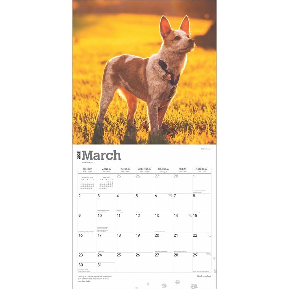 Red Heelers 2025 Wall Calendar Second Alternate Image width=&quot;1000&quot; height=&quot;1000&quot;