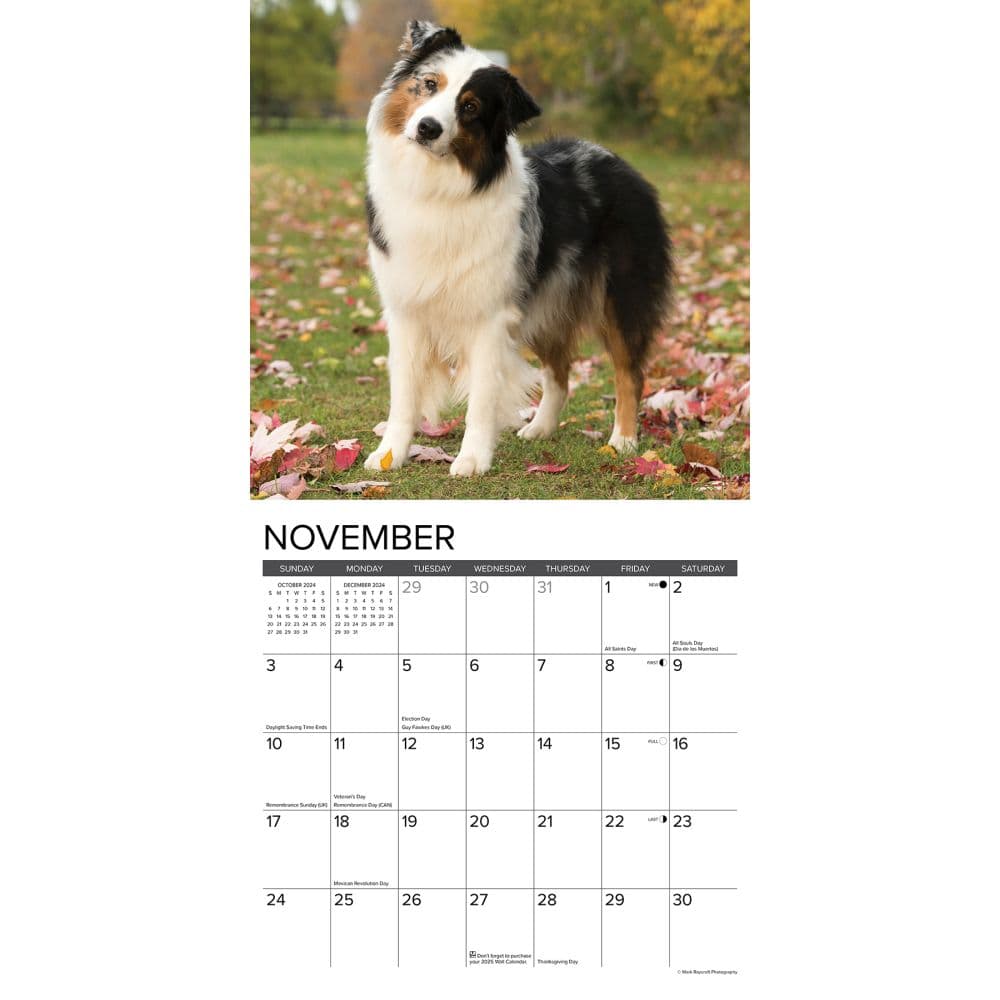 Just Australian Shepherds 2024 Wall Calendar