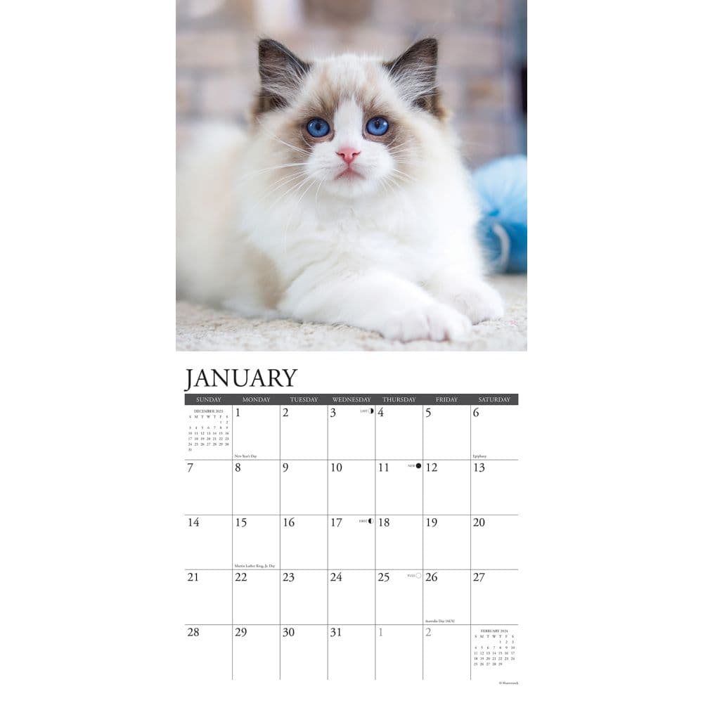 Cats Ragdoll 2024 Wall Calendar