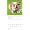 image Just Bulldog Puppies 2025 Wall Calendar Second Alternate Image width="1000" height="1000"