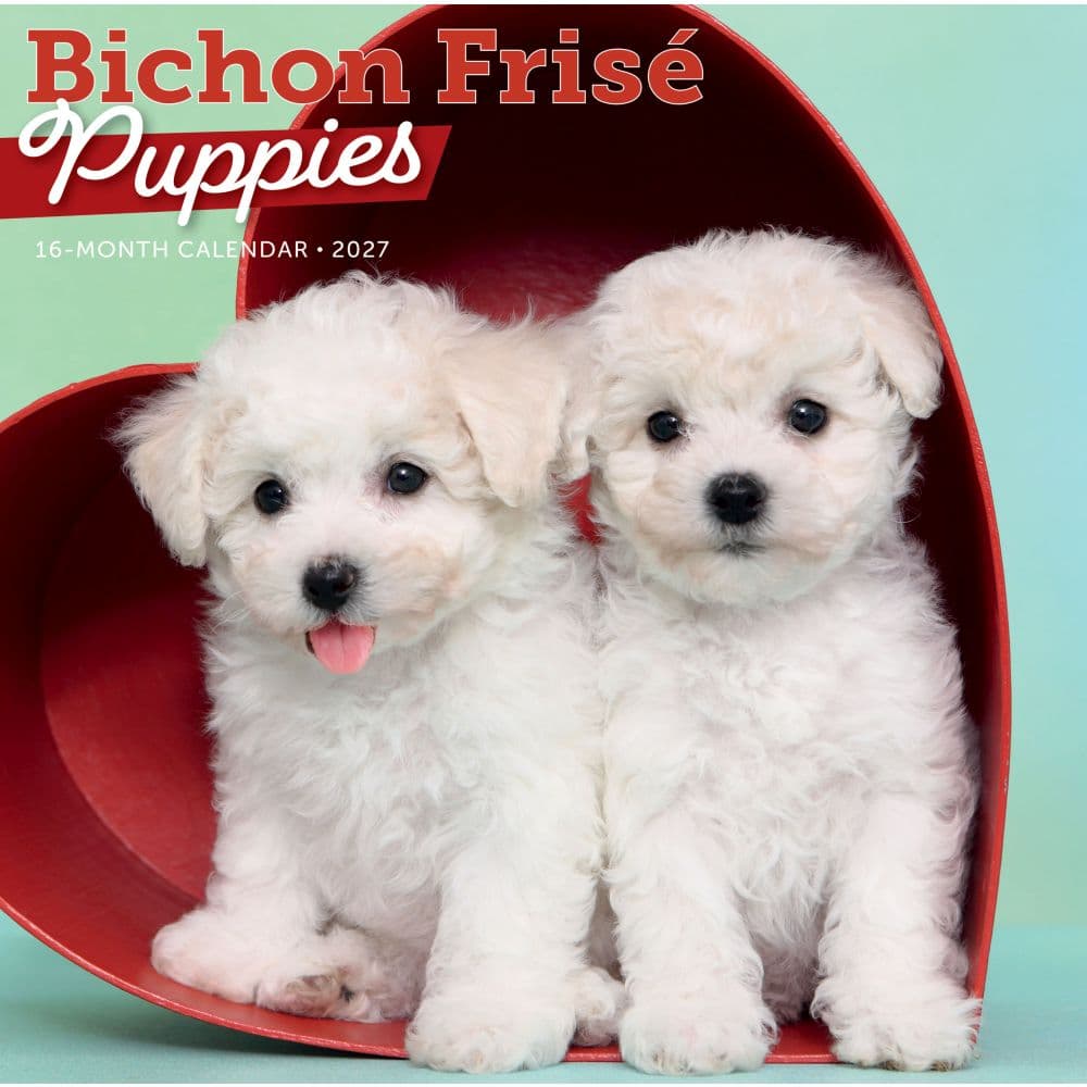 image Bichon Frise Puppies 2027 Wall Calendar Main Image