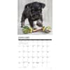 image Just Schnauzer Puppies 2025 Wall Calendar