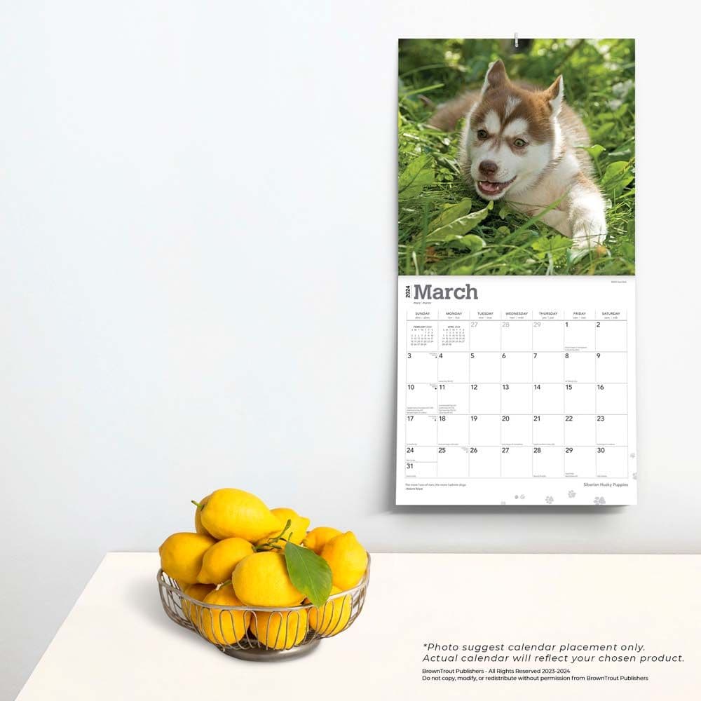 Siberian Husky Puppies 2024 Wall Calendar - Calendars.com