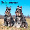 image Schnauzers 2024 Wall Calendar Main Product Image width=&quot;1000&quot; height=&quot;1000&quot;