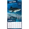 image Sharks Photo 2026 Wall Calendar