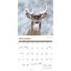 image White Tailed Deer Wall 2024 Wall Calendar Alternate Image 3