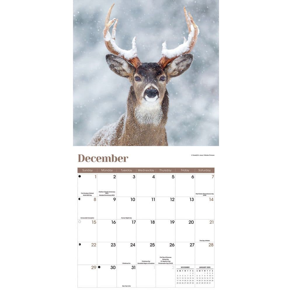 White Tailed Deer Wall 2024 Wall Calendar Alternate Image 3
