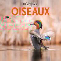 image Canadian Geographic Oiseaux 2026 Wall Calendar