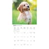 image Just Goldendoodle Puppies 2026 Wall Calendar Third Alternate Image