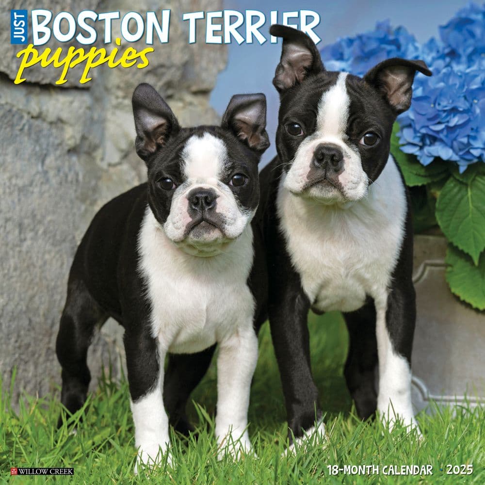 Just Boston Terrier Puppies 2025 Wall Calendar Main Image