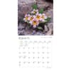 image Desert Wildflowers 2024 Wall Calendar Second Alternate Image width=&quot;1000&quot; height=&quot;1000&quot;
