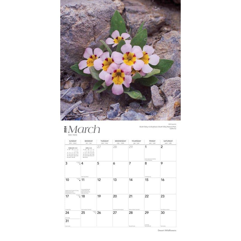 Desert Wildflowers 2024 Wall Calendar Second Alternate Image width=&quot;1000&quot; height=&quot;1000&quot;