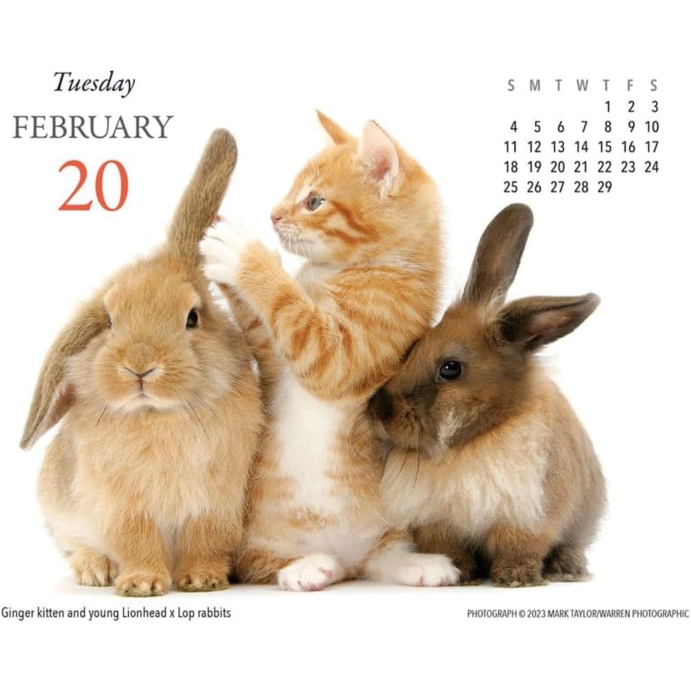 Kittens &amp; Friends 2024 Desk Calendar Second Alternate Image width=&quot;1000&quot; height=&quot;1000&quot;