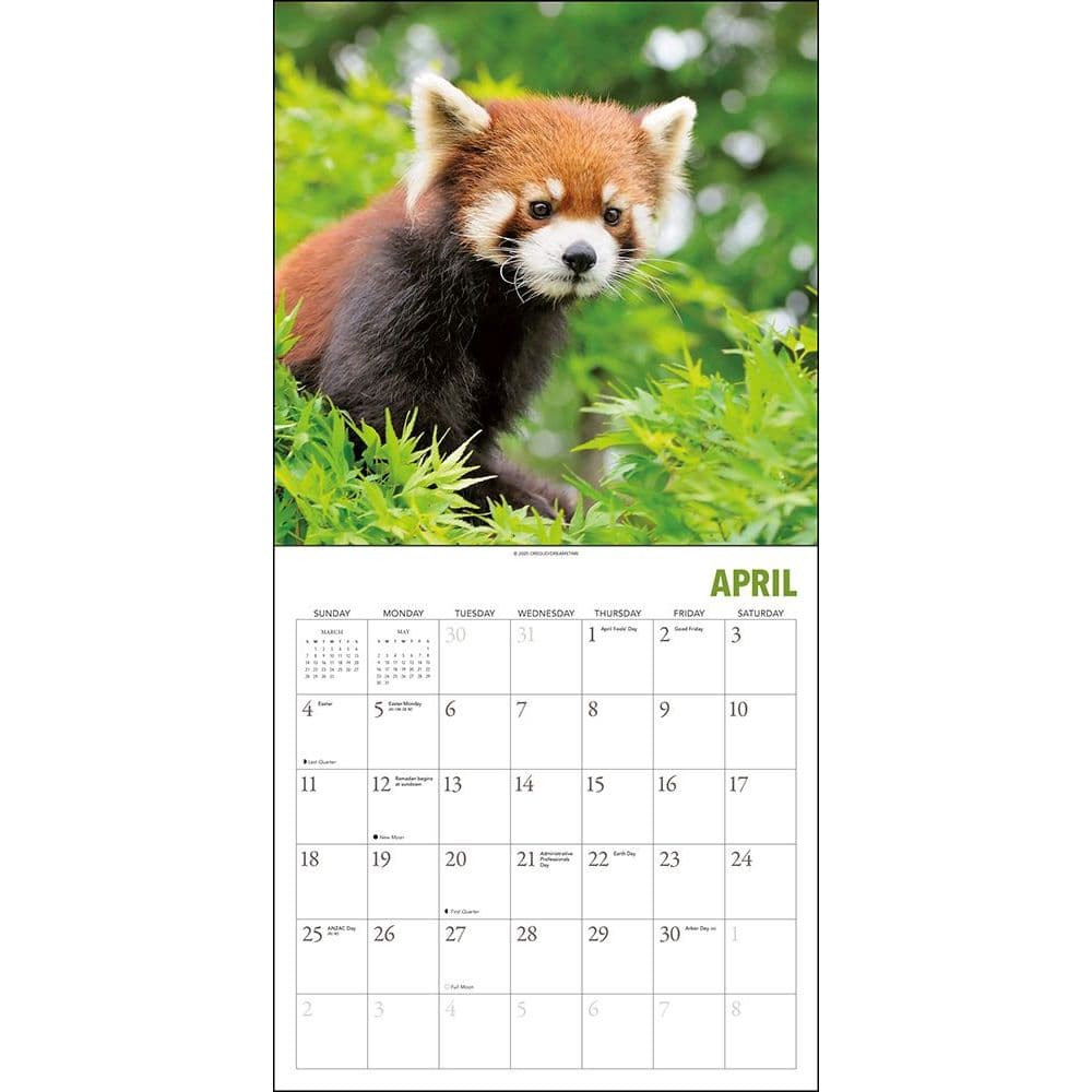 Red Pandas Wall Calendar