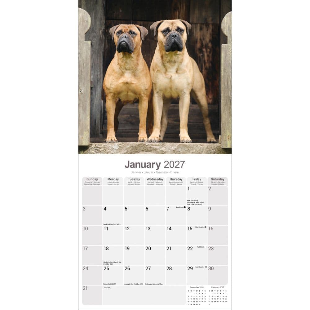 Bull Mastiff 2027 Wall Calendar Second Alternate Image