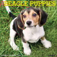 image Just Beagle Puppies 2026 Wall Calendar Main Image