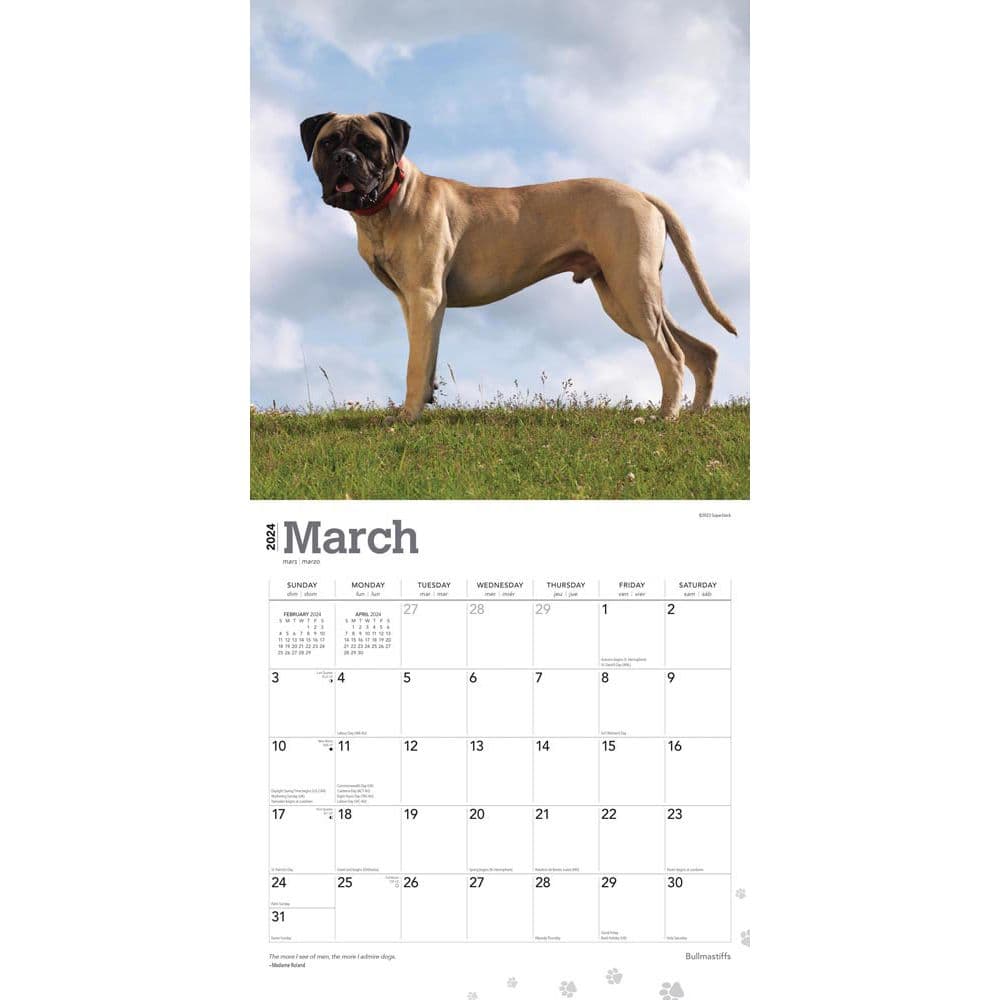 Bullmastiffs 2024 Wall Calendar