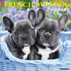 image Just French Bulldog Puppies 2025 Wall Calendar Main Image