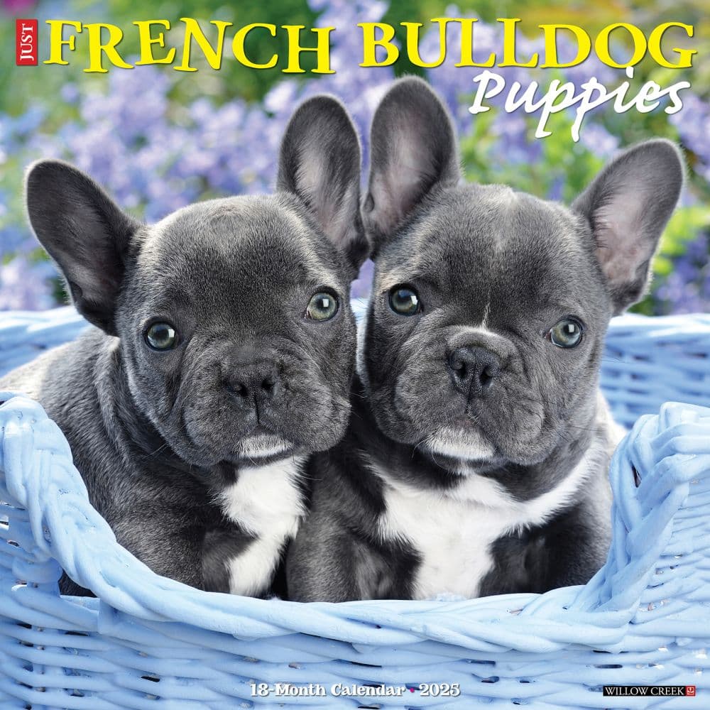 Just French Bulldog Puppies 2025 Wall Calendar Main Image