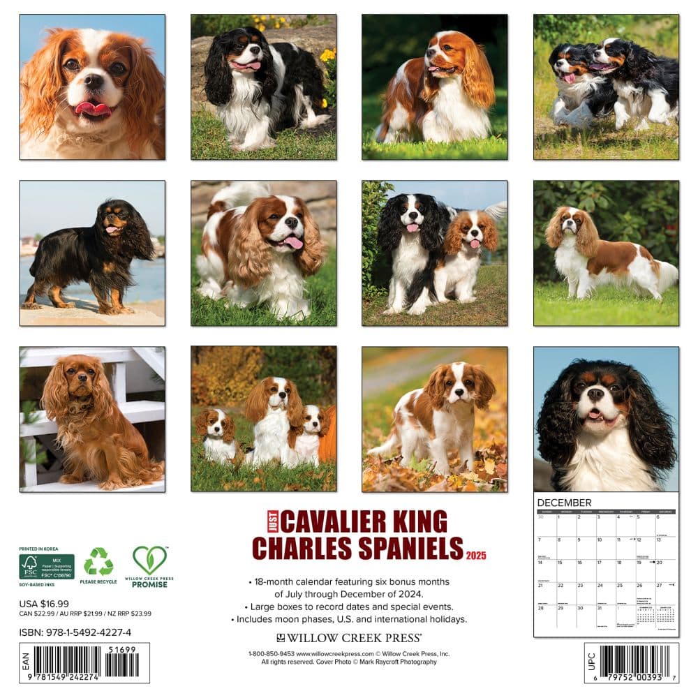 Just Cavalier King Charles 2025 Wall Calendar
