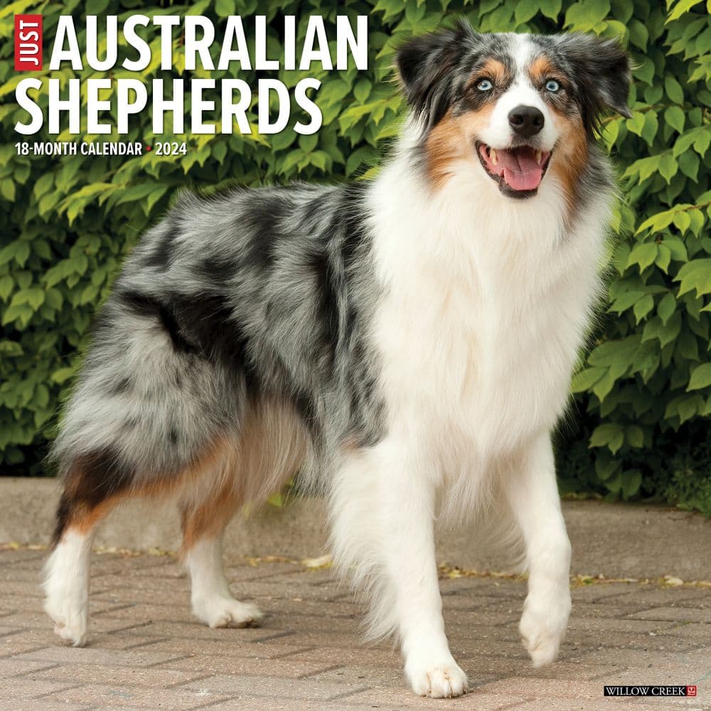 Just Australian Shepherds 2024 Wall Calendar Main Image