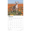 image Italian Greyhounds 2025 Wall Calendar