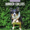 image Border Collies 2026 Wall Calendar Main Product Image