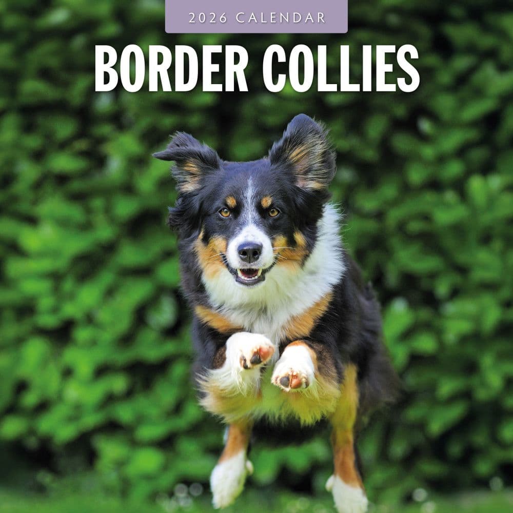 Border Collies 2026 Wall Calendar Main Product Image