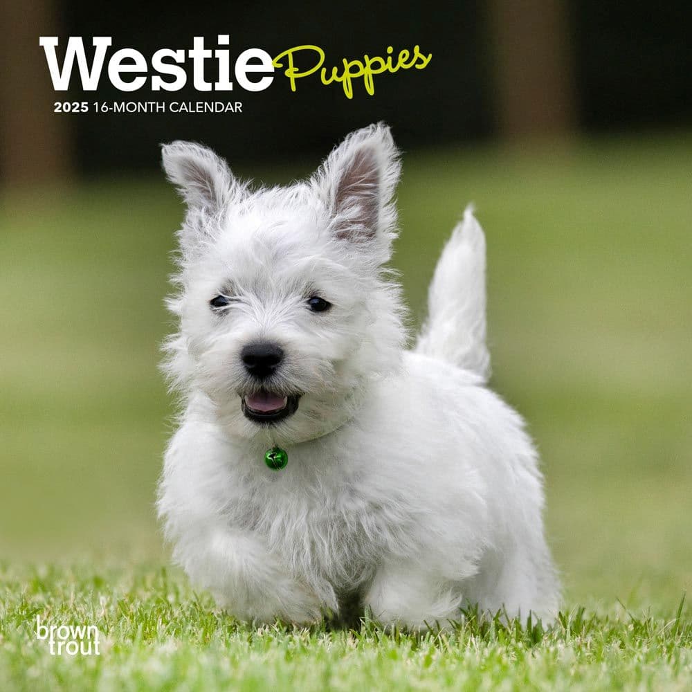 West Highland Terrier Calendar 2025