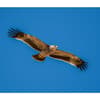 image Eagles WWF 2025 Wall Calendar Third Alternate Image width=&quot;1000&quot; height=&quot;1000&quot;