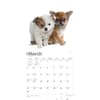 image Chihuahua Puppies 2024 Wall Calendar Second Alternate Image width=&quot;1000&quot; height=&quot;1000&quot;